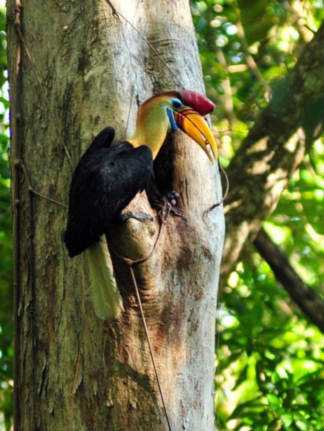 Отель Tangkoko Macaca Rinondoran Экстерьер фото